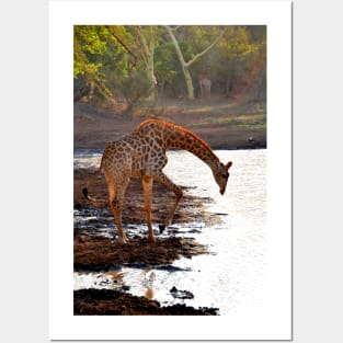 Giraffe Zulu Nyala Game Reserve South Africa Posters and Art